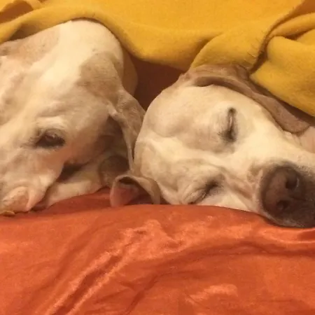 Tana Dell'elfo Bed and Breakfast